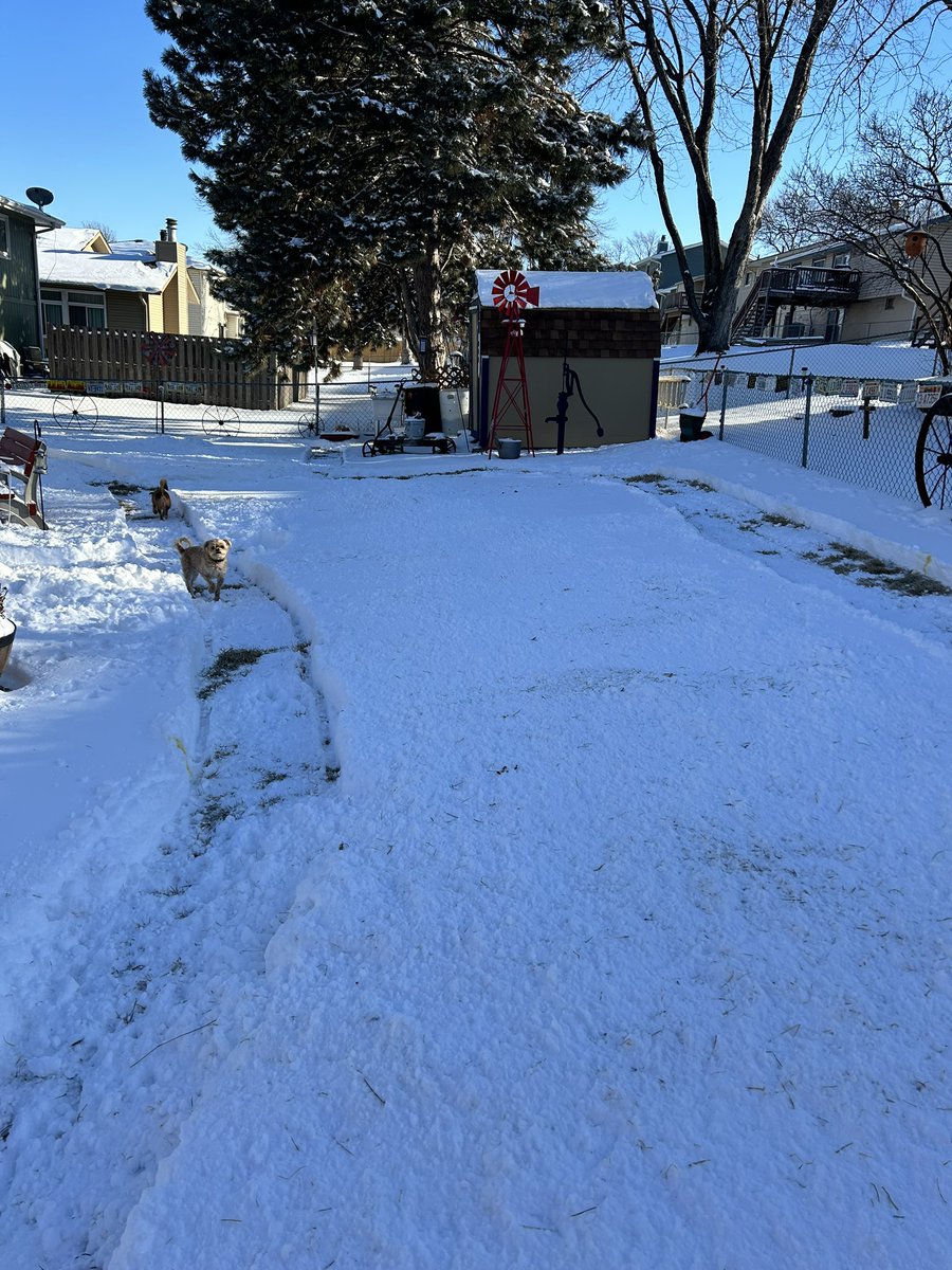 urbs2332's tweet photo. The post Snomageddon ‘Poop Loop’ for the dogs!  #smallDogProblems https://t.co/2bbkauIglu