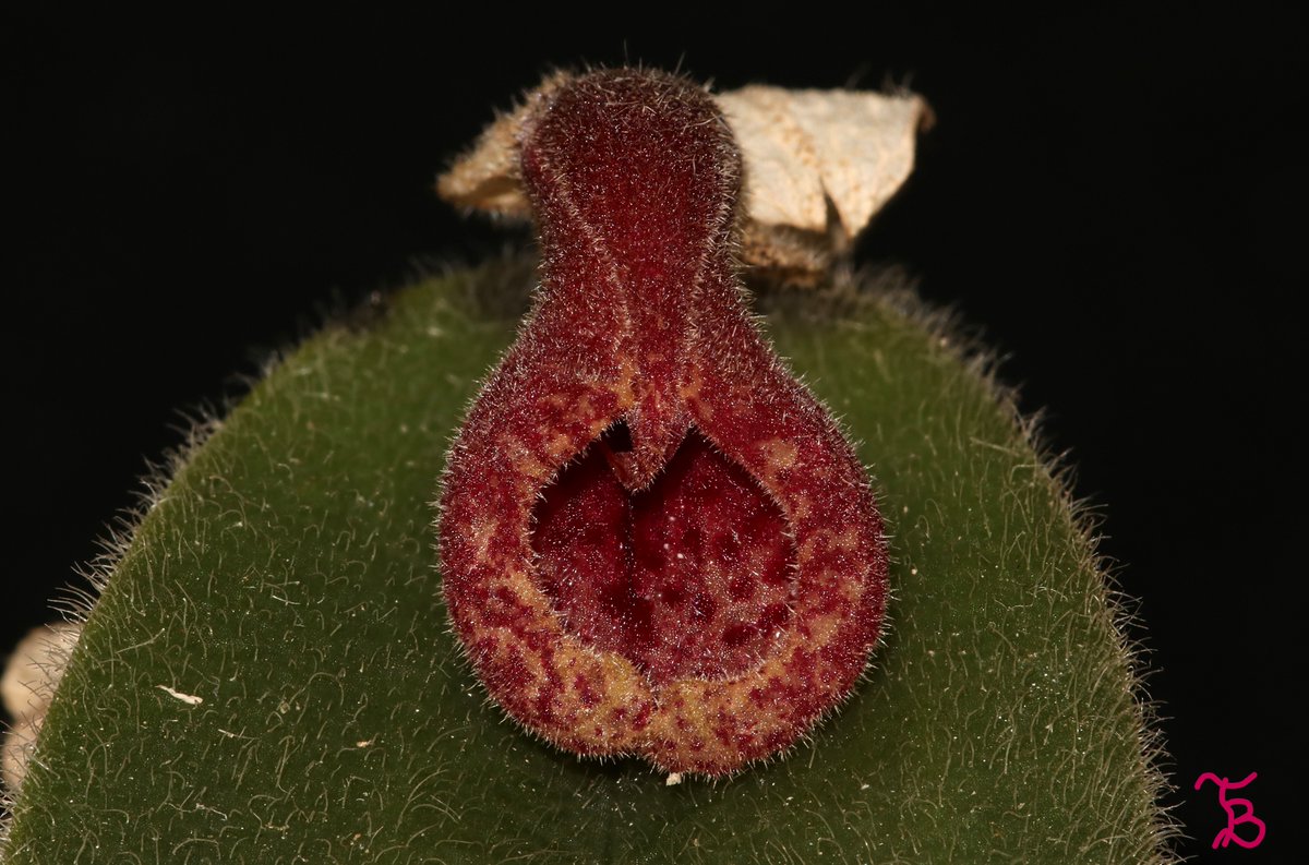 TommyBajza's tweet photo. DRESSLERELLA CAESARIATA - FUZZY HAIRY ORCHID
#dresslerella
#miniature
#miniatureorchid
#miniatureorchids
#miniatureorchidsofinstagram
#orchid
#orchids
#orchidlove
#orchidlover
#microorchid
#microorchids
#miniorchid
#miniorchids
#smallorchid
#smallorchids
#Tarzanegroup https://t.co/pLtFpXSox4