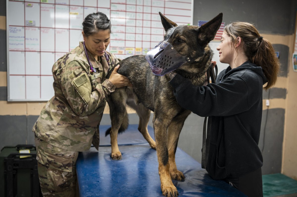 USAFCENT's tweet image. Curious about where our AFCENT military working dogs go when they need a vet on deployment? 

Read about how one small shop carries out two major missions ---&amp;gt; t.ly/NSL5

@386thAEW @CENTCOM 
#ValueEveryone #MilitaryWorkingDog #K9Handler #MilitaryVeterinarian