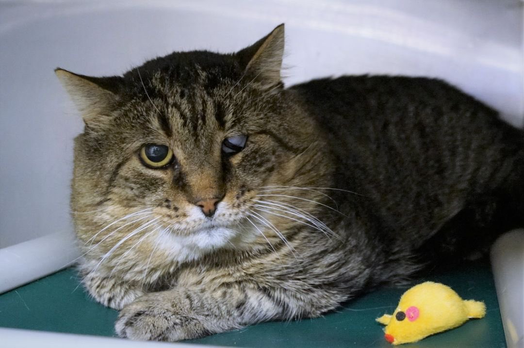 mrfishtopher's tweet photo. NEW MILFORD, CT! Mojito is a shy but sweet guy with a giant head and heart. He is a bit nervous and needs a patient home that can give him the time he needs to open up. He does enjoy head and chin scratches as long as it doesnt become overwhelming. https://t.co/GwnlLgsfW1 https://t.co/fSlBEw5f9d