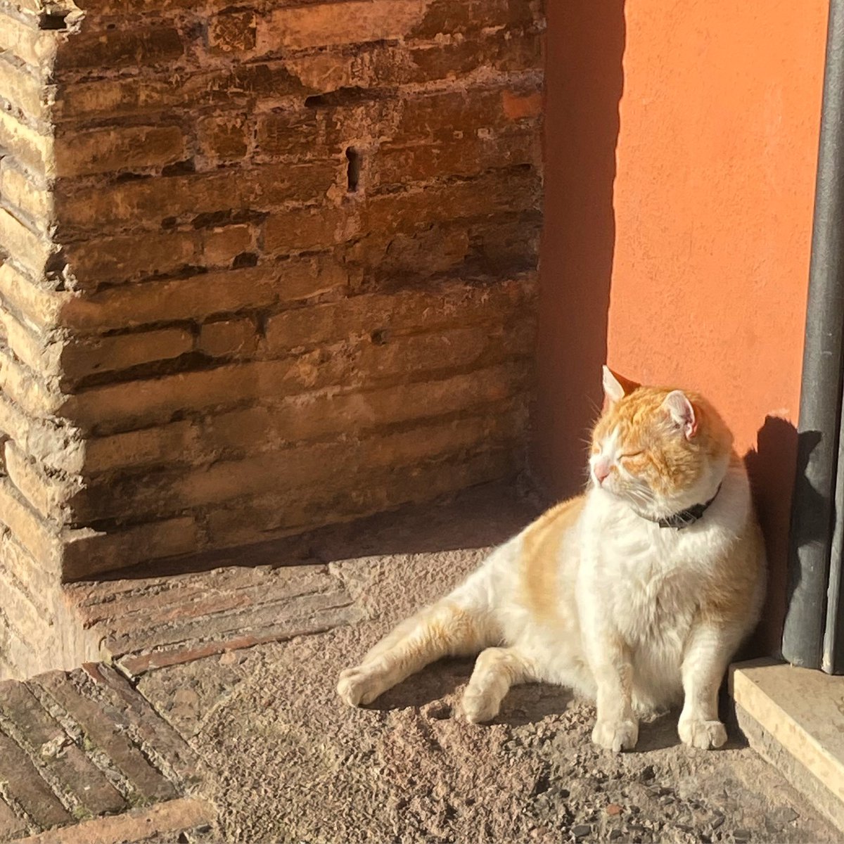Nel nostro bilancio abbiamo reintrodotto la famosa “trippa per gatti”, il contributo per il sostentamento delle colonie feline del <a href="/parcocolosseo/">🏛 Colosseo • Foro Romano • Palatino</a> che curiamo con grande amore 

#festadelgatto