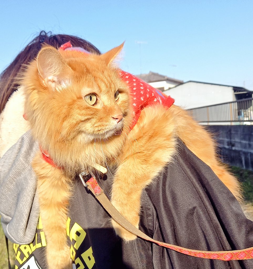 「今日は友人のワンコ×2+猫のお散歩に同行してきました大きいワンコ飼うの夢だけど力」|シゴカ🐈のイラスト