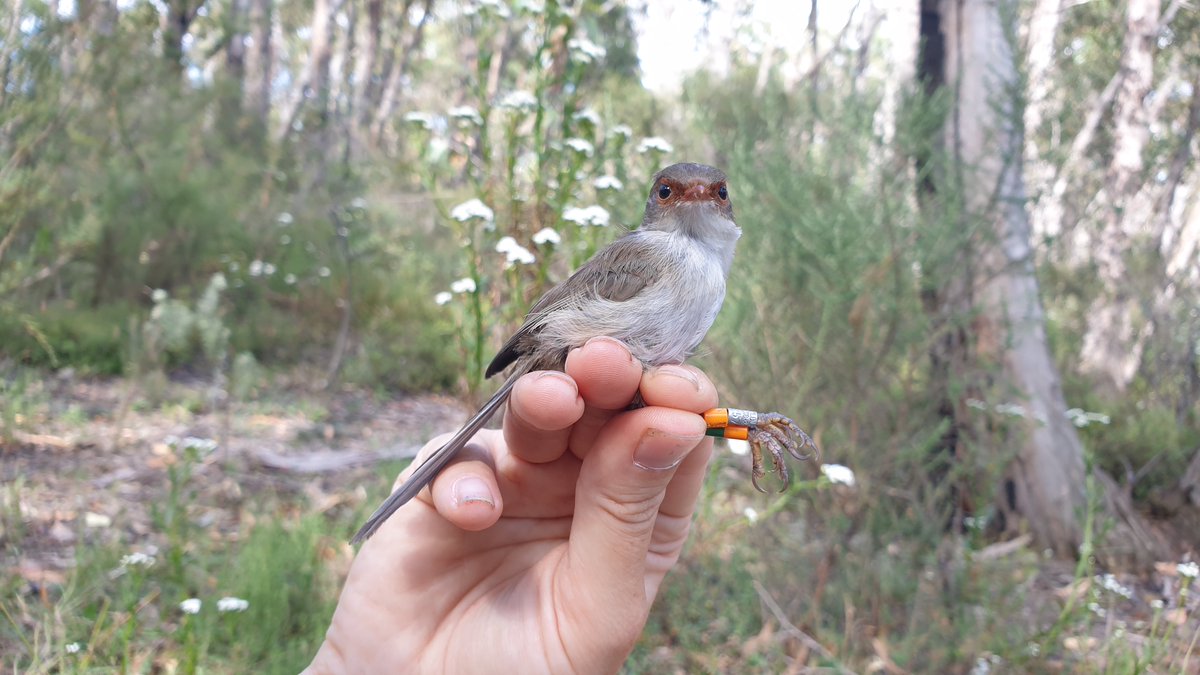 If you spend enough hours watching fairy-wrens, you will eventually see them do something weird. In our new paper, we tell the story of GOOx, the young fledgling who jumped ship to a new family: a🧵

#WildOz #Birds