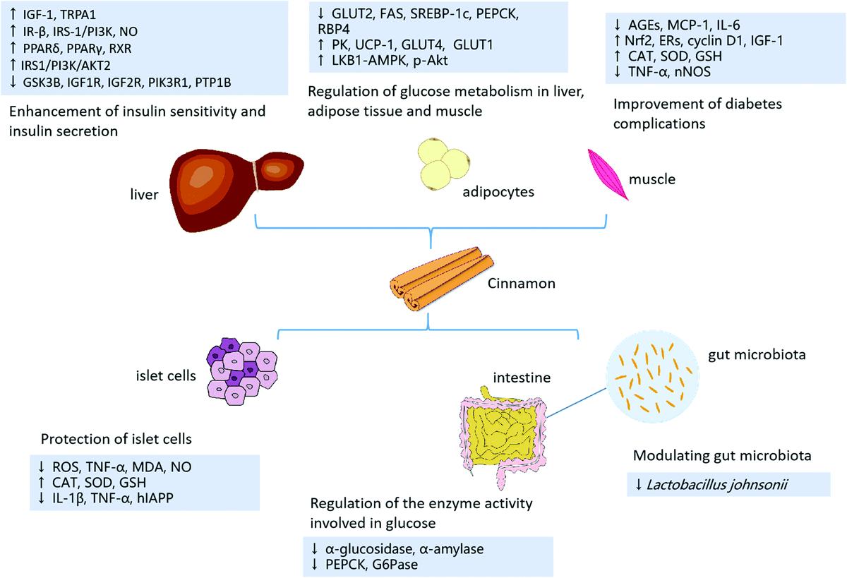 DrMijailTapia's tweet photo. Consumo de canela y diabetes tipo 2 🍬
La canela posee compuestos bioactivos que pueden favorecer
🔹Protección de células B
🔹Sensibilidad a la insulina
🔹Regulación metabólica en músculo, adipocitos e hígado
 🔹Modulación de microbiota intestinal https://t.co/72YkS06b7Q