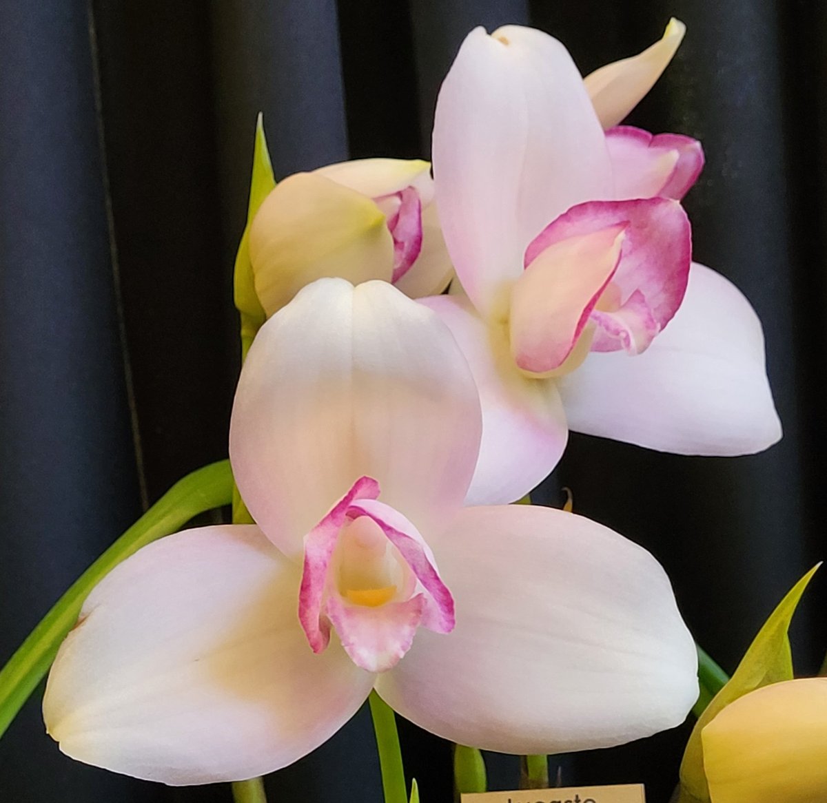 No one asked but idk cuz I wanna share my old lady hobbies 👵🌸

So, last weekend I went to an exotic orchid show and LOOK AT THIS BEAUTIFUL ORCHID- ITS PETALS LOOK SO BUTTERY 😍 
(Reminds me of white tuna sashimi 🍣)

#orchids #exoticplants #plants