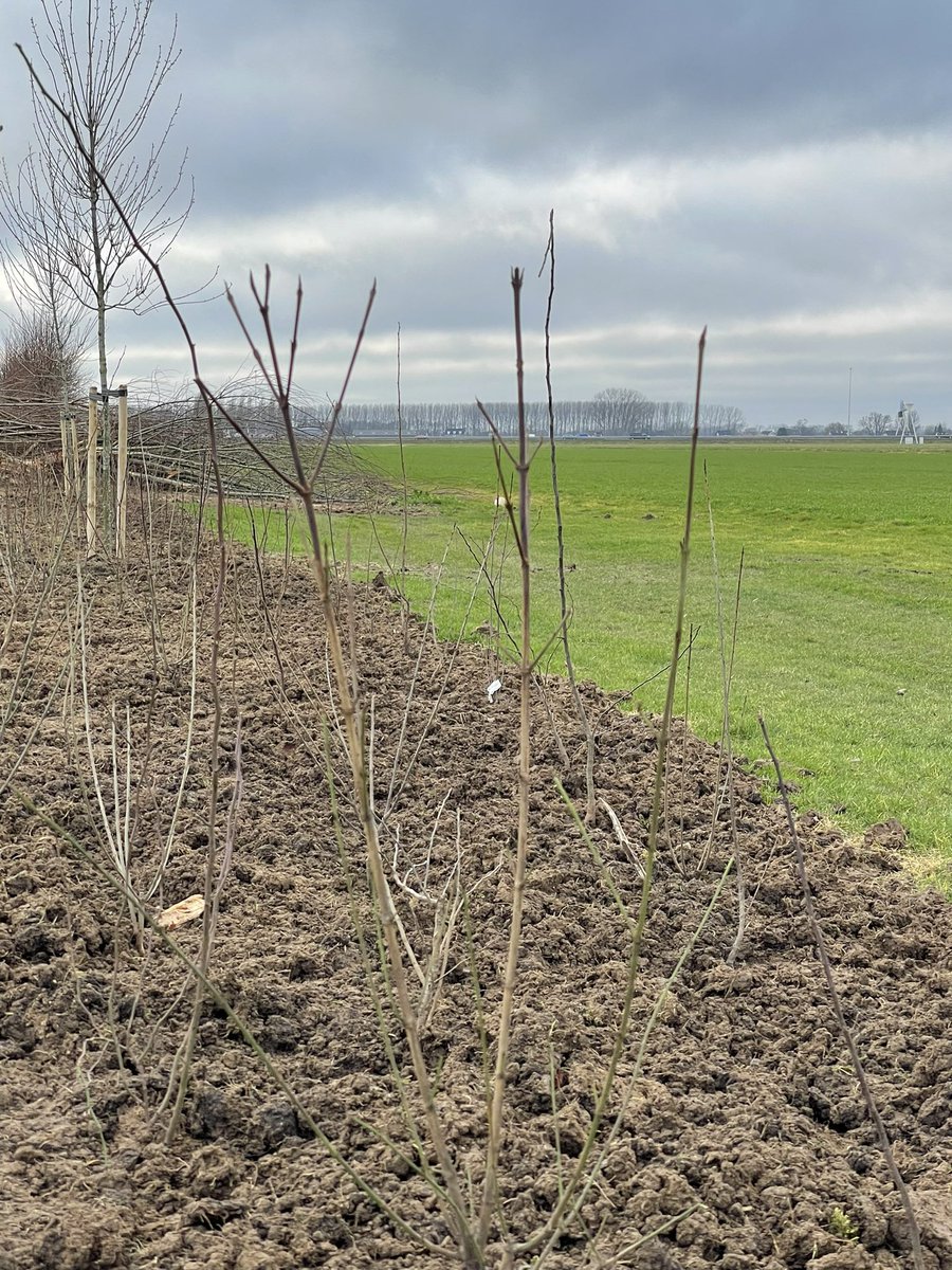 tjerkderegt's tweet photo. De #erfbeplanting van het project #ervenplus hebben wij vandaag gezet. Nu alleen de nestkast voor de #steenuil en nog wat andere nestkastjes en we zijn weer rond. #biodiversiteit op het #erf. @Brab_Landschap @gemeentealtena https://t.co/I6fP5WvBNM