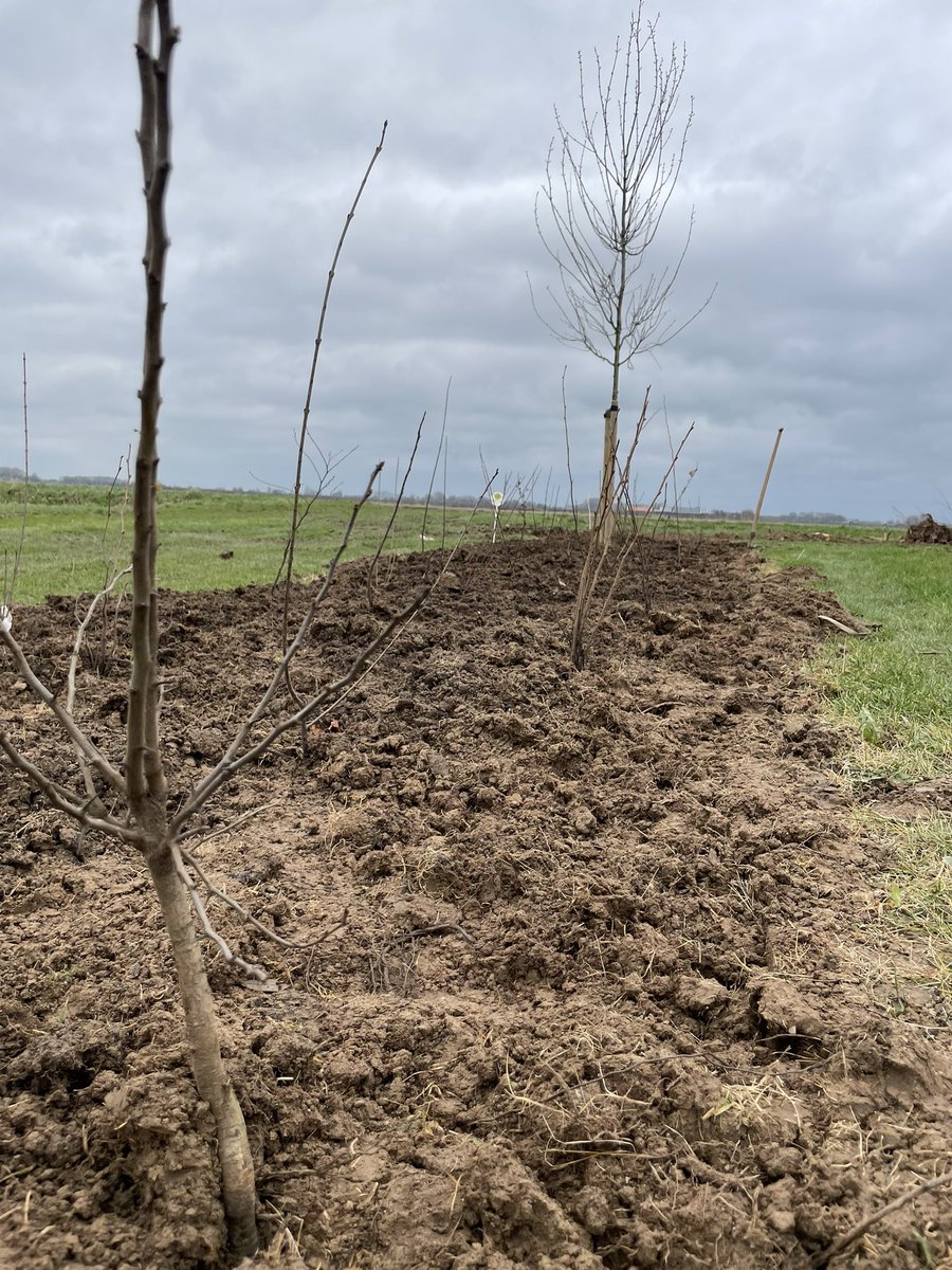 tjerkderegt's tweet photo. De #erfbeplanting van het project #ervenplus hebben wij vandaag gezet. Nu alleen de nestkast voor de #steenuil en nog wat andere nestkastjes en we zijn weer rond. #biodiversiteit op het #erf. @Brab_Landschap @gemeentealtena https://t.co/I6fP5WvBNM