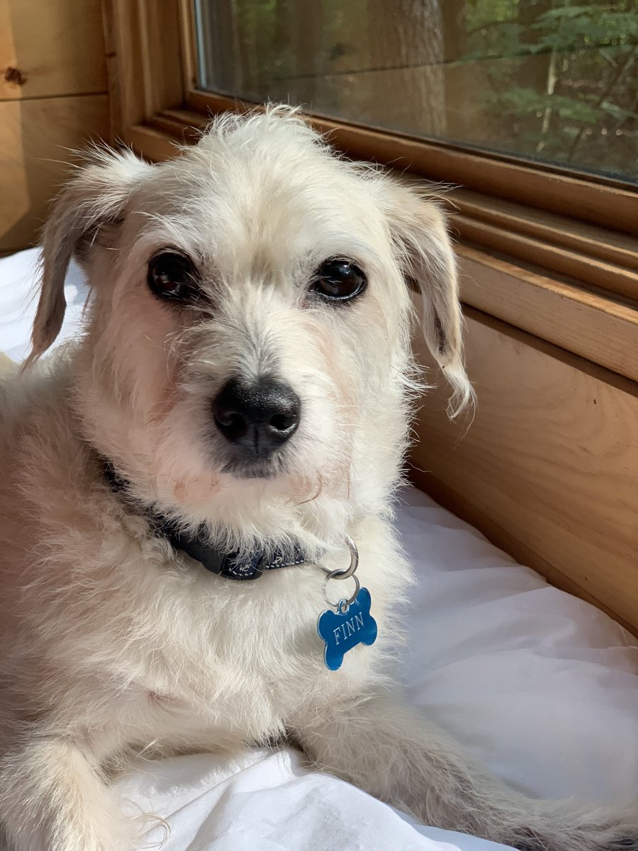 RosJenn's tweet photo. @thedogist Is this a Dachshund trait?  Because I think my dog is part dachshund and definitely cat like with his affections. I call him cat dog. https://t.co/WgGVnB9EfD