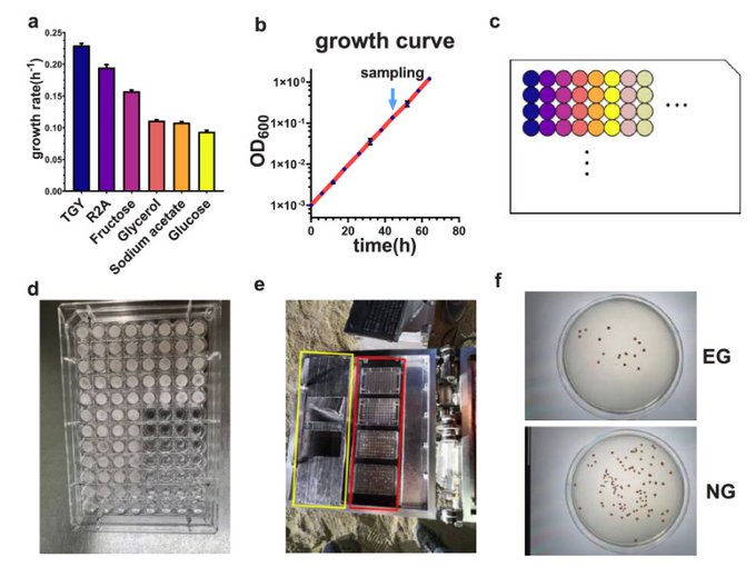 Preparation of exposure experiment in near space. (a) Growth rates of D. radiodurans in diverse media. (b) Growth curve of D. radiodurans growing with glycerol as carbon source. The light blue arrow shows the time point of sampling. (c) Sketch map of samples in 96-well plate. (d) Photo of one plate. The pink-orange substance in each well is a thin layer of lyophilized D. radiodurans. (e) Photo of BIOSEP with our samples fixed on it. The red box marks where we stored our samples, and the yellow box is the lid. The two square holes on the lid are for exposing the samples, and the part without holes is for shielding nonexposed samples. (f) Example of plates for counting CFU of D. radiodurans (dilution fold was 104). EG, exposure group; NG, nonexposure group.