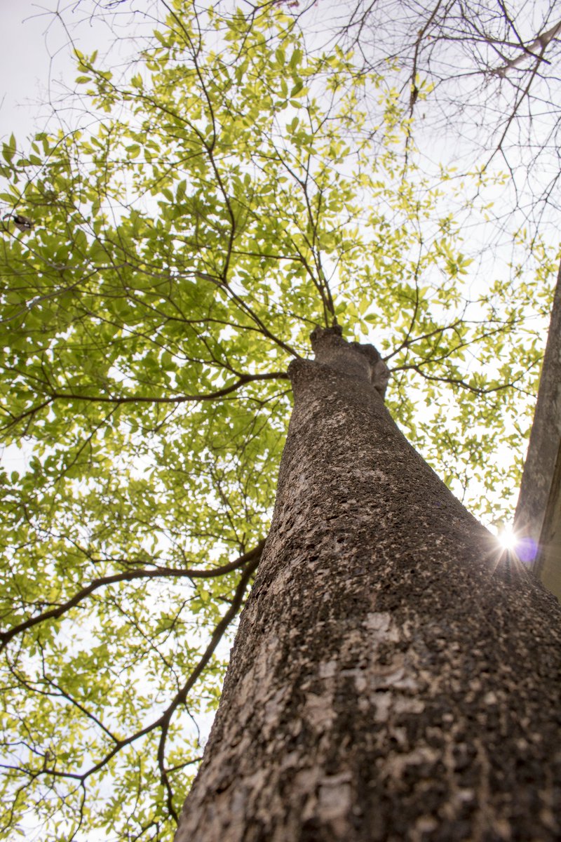 Los gigantes del Bosque Seco 🍂 es el nombre del libro de especies arbóreas 🌳 del <a href="/bpp_espol/">Bosque y Vegetación Protector Prosperina - Espol</a>. 

Descubre detalles sobre este libro: bit.ly/libarboESPOL