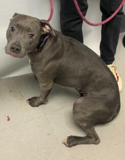 NMBewitched's tweet photo. Have you shared our Baby P today?
Thank you, her #pledges are up to $530❤️🤞🤞🤞
🚨Kill Command
#NYCACC

Just need 1 Hero https://t.co/8WRlpfREgV