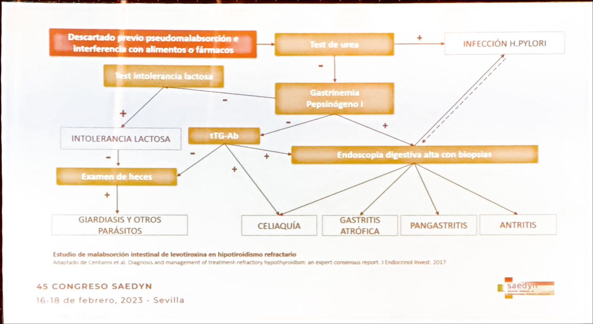 ElenaDF75's tweet photo. Sustitución tiroidea en situaciones especiales
D. Guillermo Martínez de Pinillos 
@Saedyn2023 #saedyn23
 
✔️Uso de T3/T4

✔️causas de hipotiroidismo refractario 

✔️test malabsorción de levotiroxina 

@SAEDYN_ https://t.co/TTsyTPn1ZK