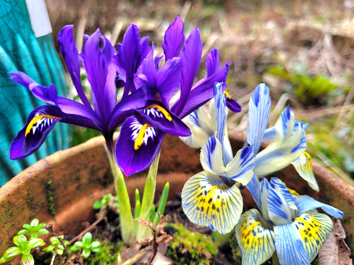 #mygardenflowers #mygardenersworld  #mygardenismyhappyplace #spring #february #flowers #cottagegarden #smallmagicalgardens 
#inthegarden #inmygarden  #inmygardentoday #inmygardennow #suburbangarden
#flowers #gardenflowers #mygarden 
#pennines #Englishgarden  #rossendale