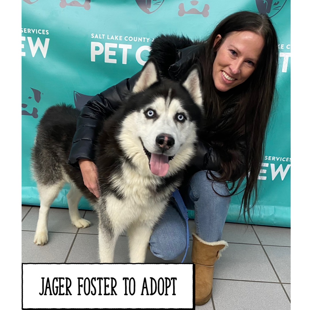 SLCoAnimals's tweet image. Foster to Adopt! Or Foster! Find out more and help shelter pets! Email fosters@slco.org #fridaymorning #adoptutahpets #slco #tgif