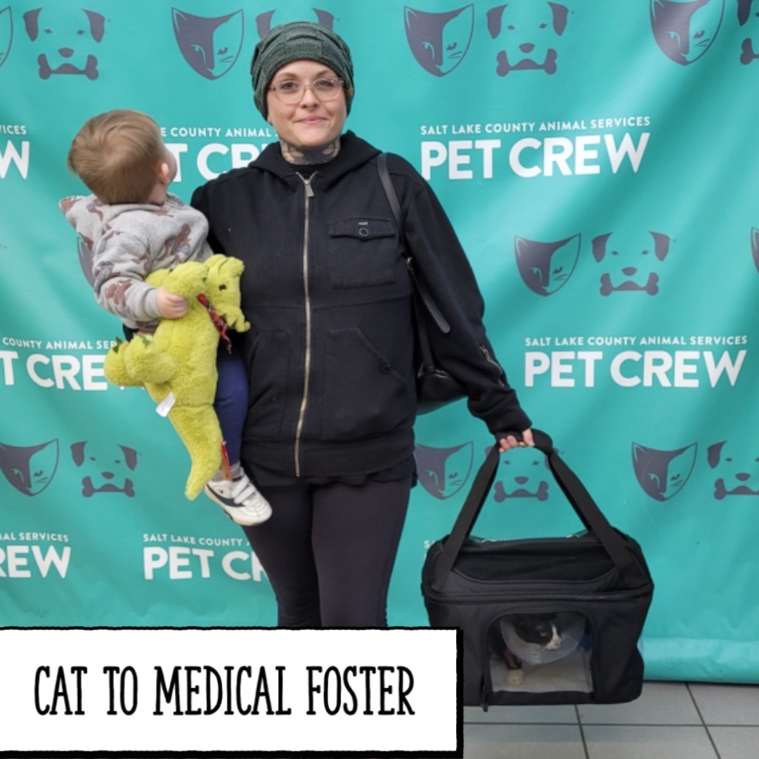SLCoAnimals's tweet image. Foster to Adopt! Or Foster! Find out more and help shelter pets! Email fosters@slco.org #fridaymorning #adoptutahpets #slco #tgif