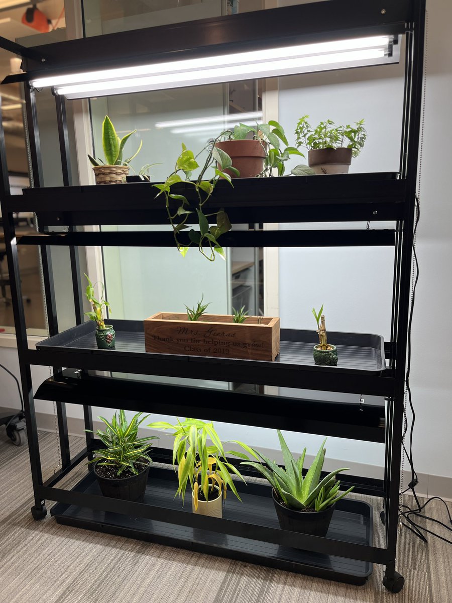 JennyGieras's tweet photo. So excited to expand our biodiversity & sustainability work with our new #GrowLights system! Soon, we will sow & germinate seeds for our outdoor garden… thank you @CSF_Chappaqua for always helping us up our game! #WeAreChappaqua @DanielleDenmead @SevenBridgesMS https://t.co/PLRBnaf0ZH