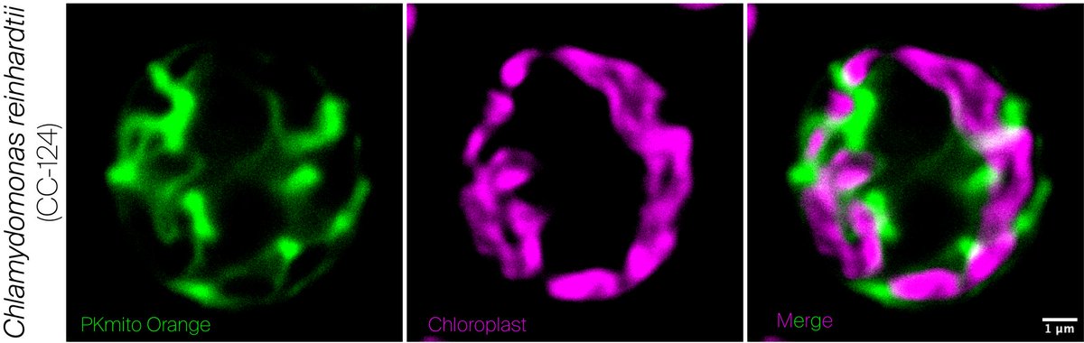 Chlamydomonas reinhardtii stained with PKmito orange from <a href="/spirochrome/">Spirochrome</a> <a href="/ZhixingChen2/">Zhixing Chen</a> (green) and chloroplast autofluorescence (magenta).

<a href="/ArcadiaScience/">Arcadia Science</a>
#PhycologyFriday
#FluorescenceFriday
