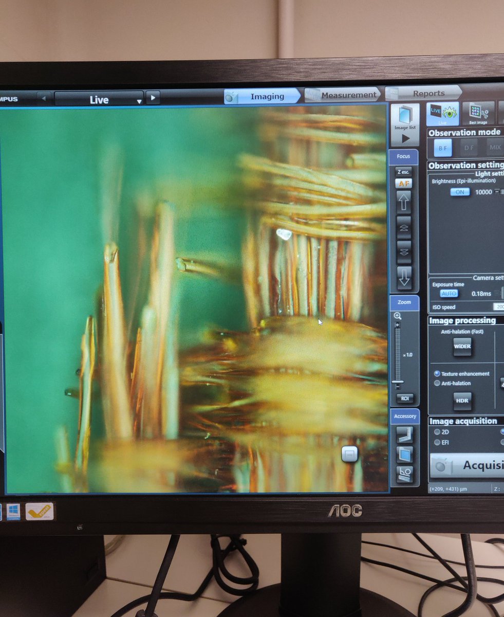 alina_a_krotova's tweet image. Taking a microscopic look 🔬 at the fibers of the degraded silk textile from one of the pieces in the collection of @MoMuAntwerp 

#safesilk #textileconservation