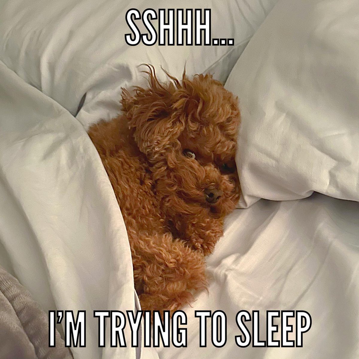 Do not disturb 🥱 #dnd #donotdisturb #sleep #underthecovers #spoiled #dog #cute #puppy