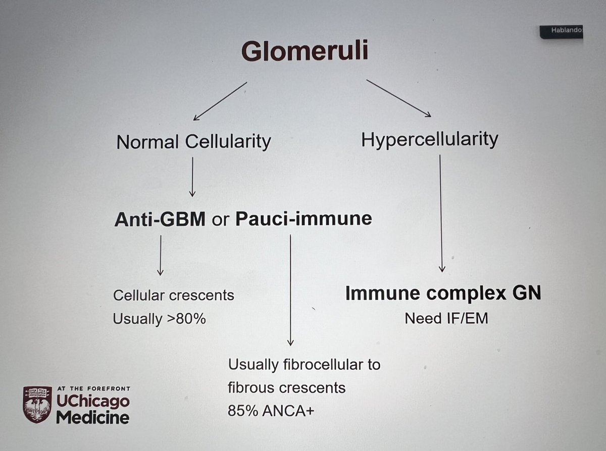 Great diagram from Dr. Kammi Henriksen’s Crescentic GN lecture for @GlomCon. @hawkssox #crescents#glomerulardisease