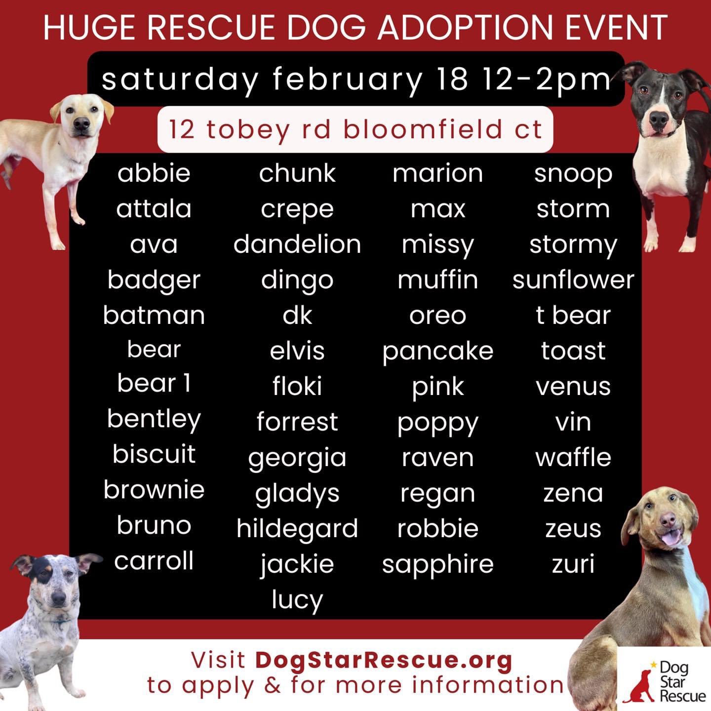 Dog Star Rescue, Best CT Dog Rescue