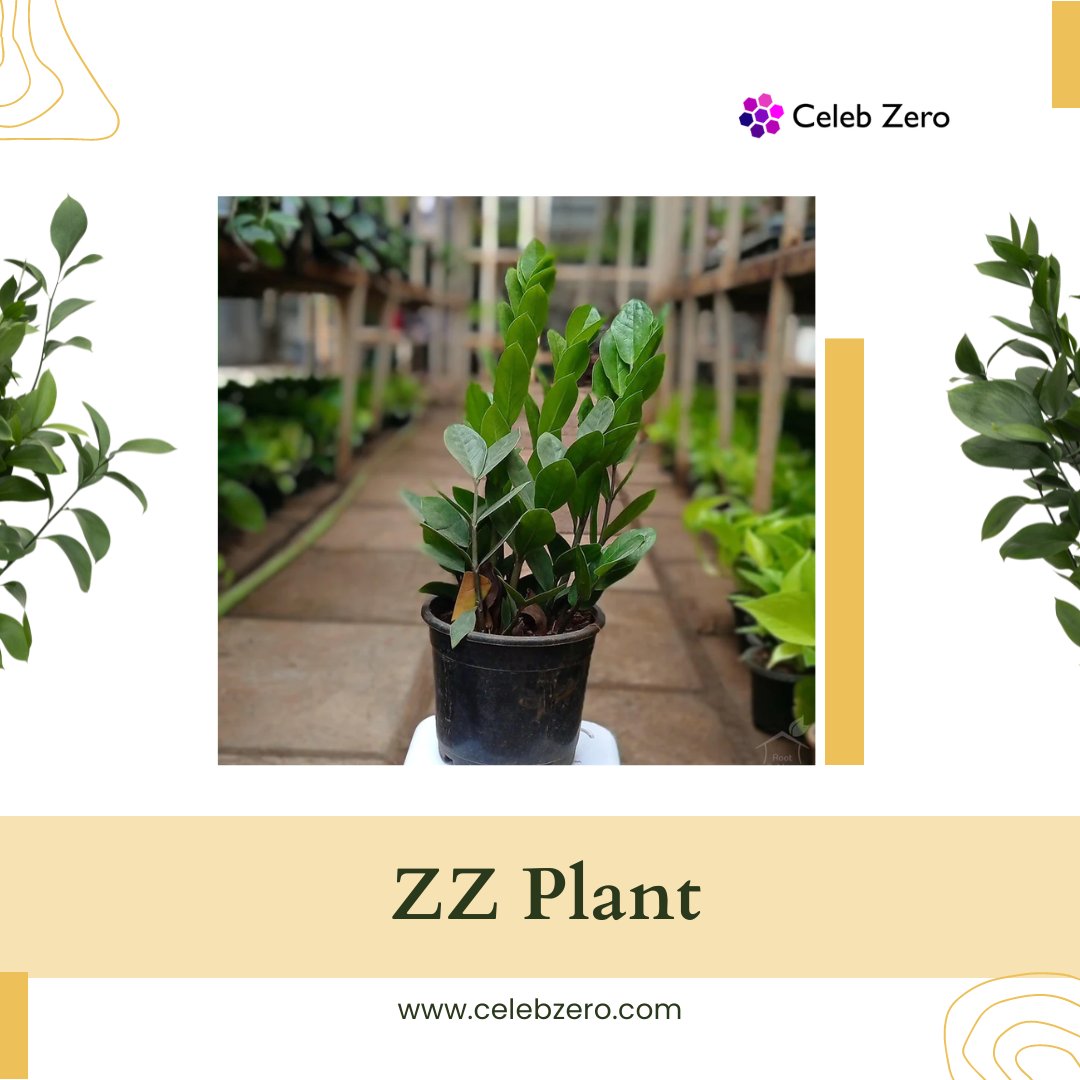 celebzero's tweet photo. "The 5 Best Low Light Indoor Plants For 2023"
With the proper selection of the best low light indoor plants, you can add lush greenery and a touch of nature to any room in your house.
Read more: https://t.co/P7LweSsC6p
#celebzero #lowlights #indoorplants #greenenergy #green https://t.co/51WrDXtOIc