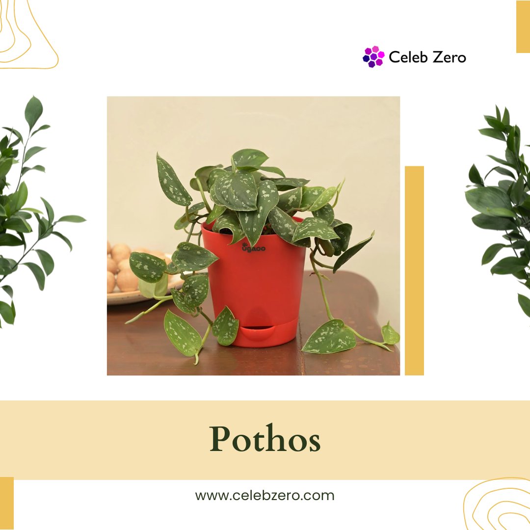 celebzero's tweet photo. "The 5 Best Low Light Indoor Plants For 2023"
With the proper selection of the best low light indoor plants, you can add lush greenery and a touch of nature to any room in your house.
Read more: https://t.co/P7LweSsC6p
#celebzero #lowlights #indoorplants #greenenergy #green https://t.co/51WrDXtOIc