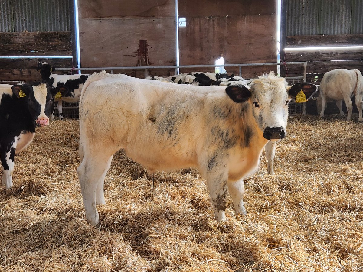 JamesTMuir's tweet photo. Another 36 Blues off to Market Drayton on Monday. https://t.co/GyJyclaQgE