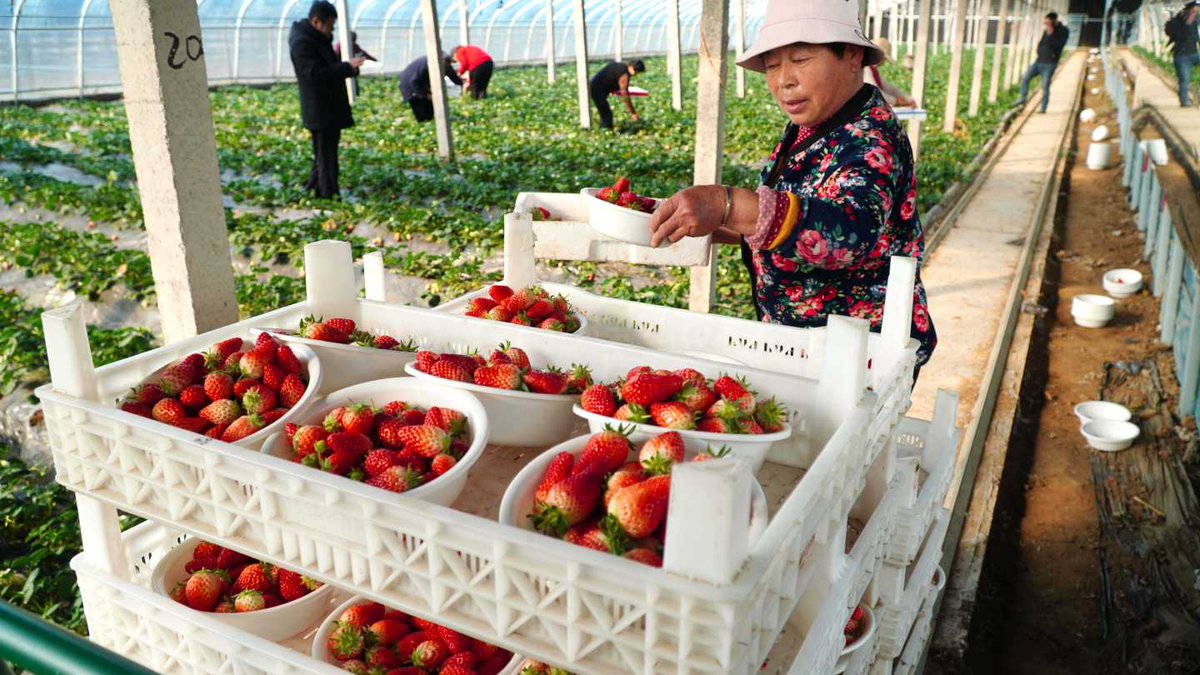 Strawberries have entered the harvest season in Dongping county
