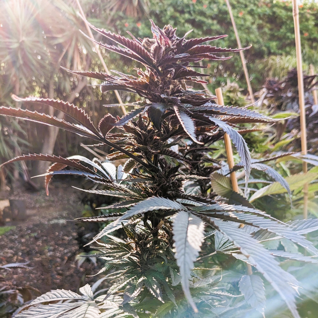 cbdseedlabs's tweet photo. Look at how beautiful this ACDC flower is in the winter morning light. We are so luck to be able to grow this hardy lady outdoors with overnight lows near freezing, she just gets darker and darker
.
.
.
#californiahemp #acdc #cannabis #hemp https://t.co/Qe2iBdbvDL