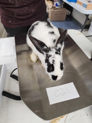 AdoptableBuns's tweet photo. Rabbit #125 is an adult Rex from #ClarksSummit, PA. https://t.co/l4zScwJ8da https://t.co/fgo39mKgIG