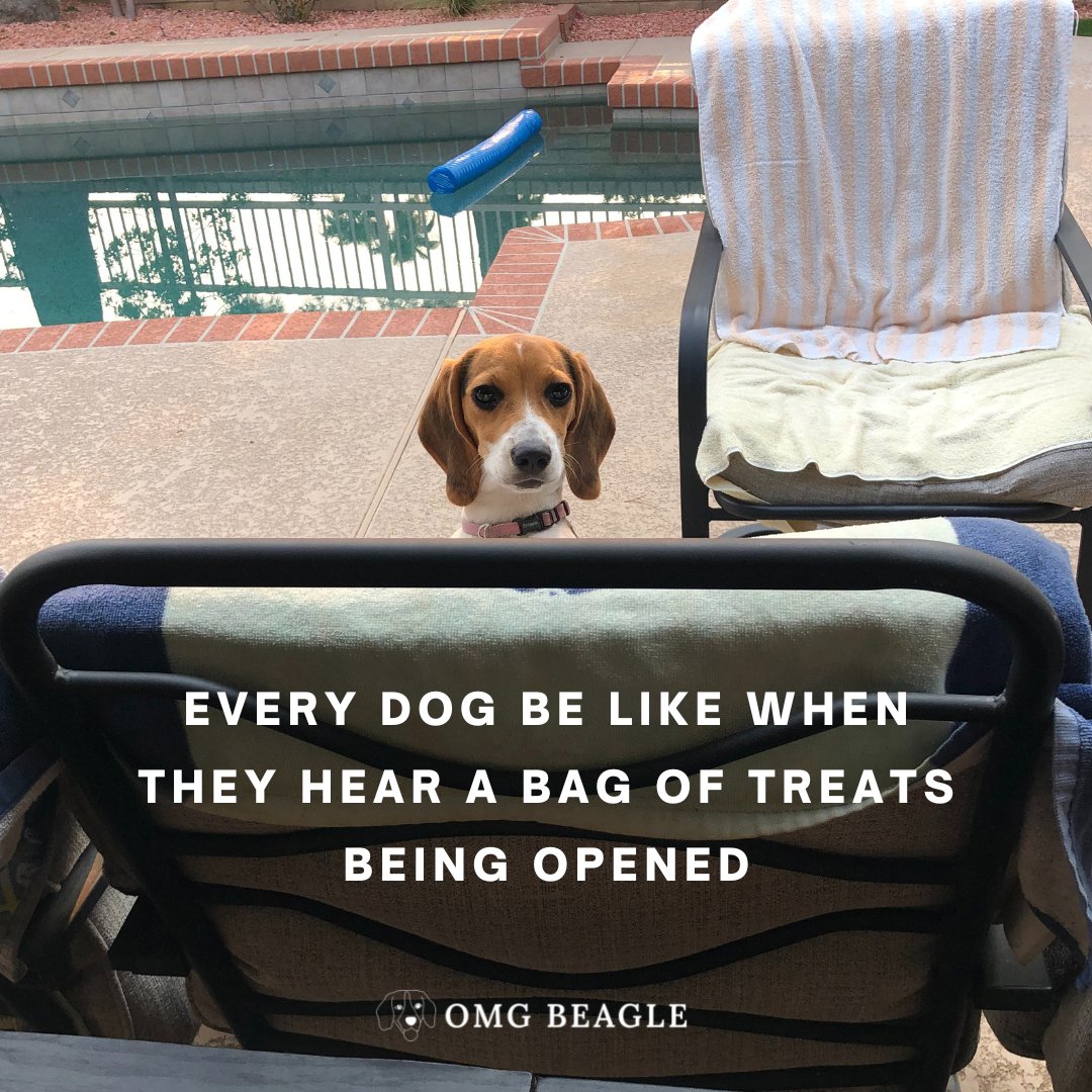 OMGBeagle's tweet photo. Does your dog do this too?

Comment down if they do and share a picture with us too!

#OMGBeagle #beagle #memes https://t.co/iuxJalza3N