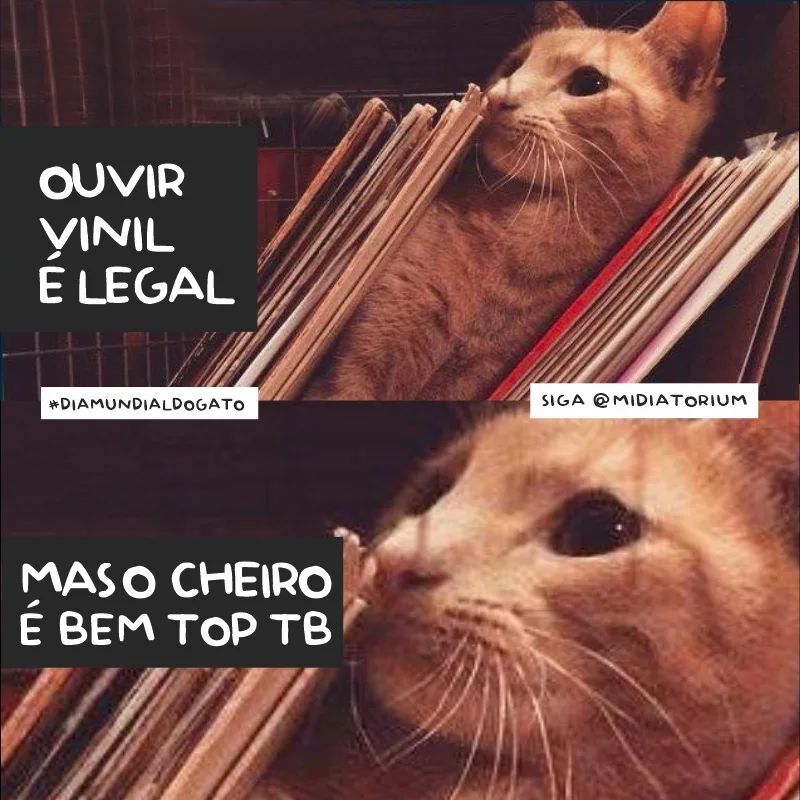 Midiatorium's tweet photo. Feliz Dia Mundial do Gato. Aquele cheirinho de mofo ancestral dos anos 70 não tem igual 🤪 😉✌🏻♥️
https://t.co/vgPWBinRX4
#PrefiraMídiaFísica #fiqueoffline #vinil #discodevinil #lojadedisco #lojadediscos #dj #discotecagem #diamundialdogato https://t.co/0T2jfnpFki https://t.co/gPilYPrIQl