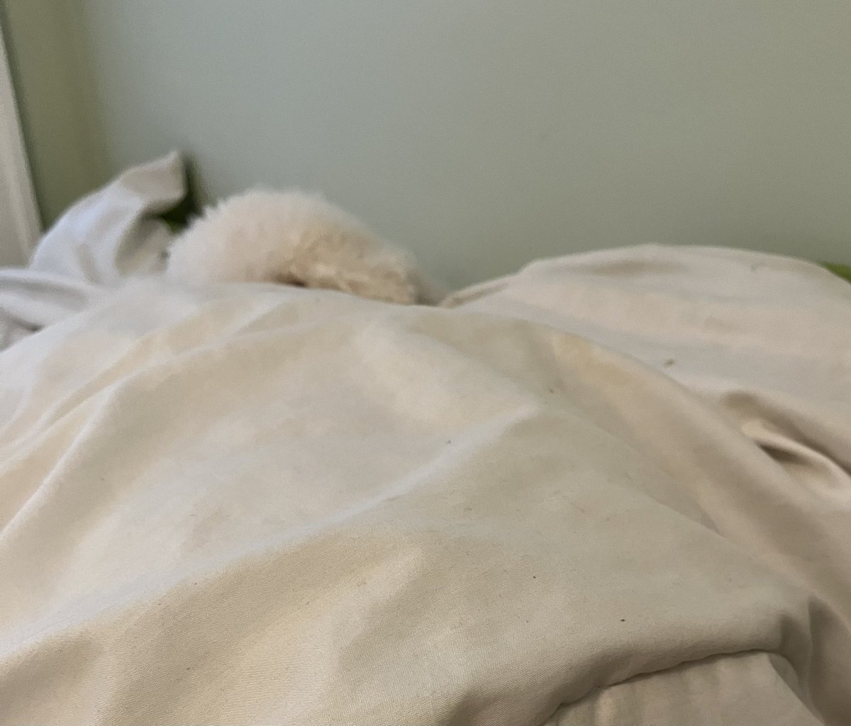I spy with my little eye…a fluffy bichon hiding…🤷🏻‍♀️😂 Happy Friday bichon buddies. <a href="/WalshKim/">kim walsh</a> <a href="/OtisBichon/">Otis Evans</a> @OllyMister191 <a href="/hammonster/">Oscar Bichon</a> <a href="/jenny_bichon/">Jenny and Dolly</a> <a href="/WBichon/">Winky the bichon</a>