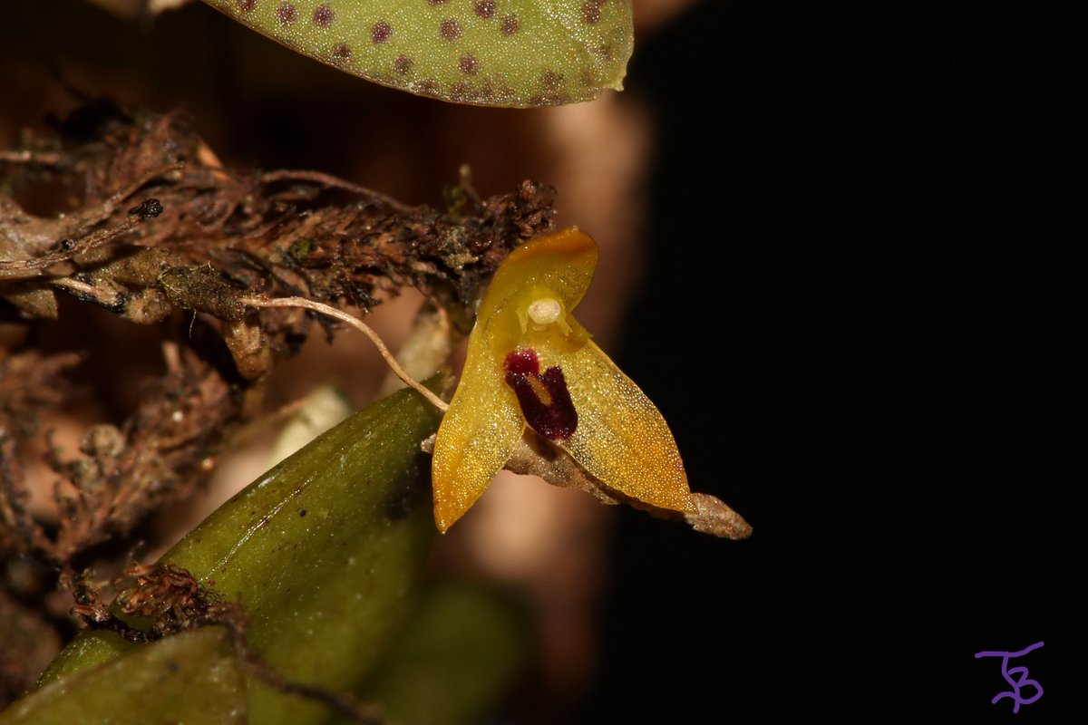 TommyBajza's tweet photo. CUTE TINY CREEPER FROM BRAZIL
#Pleurothallis
#species
#miniature
#miniatureorchid
#miniatureorchids
#miniatureorchidsofinstagram
#orchid
#orchids
#orchidlove
#orchidlover
#microorchid
#microorchids
#miniorchid
#miniorchids
#smallorchid
#smallorchids
#Tarzanegroup https://t.co/deZAuOIs1H