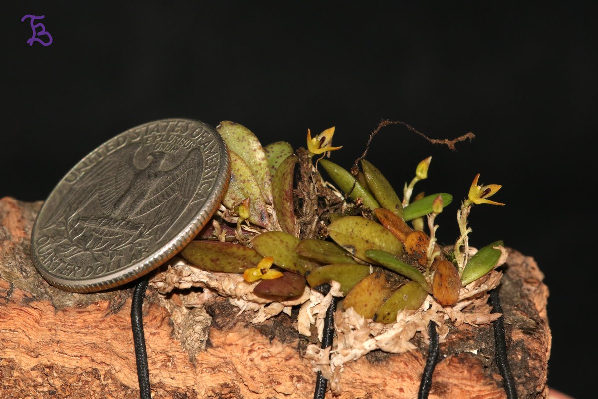 TommyBajza's tweet photo. CUTE TINY CREEPER FROM BRAZIL
#Pleurothallis
#species
#miniature
#miniatureorchid
#miniatureorchids
#miniatureorchidsofinstagram
#orchid
#orchids
#orchidlove
#orchidlover
#microorchid
#microorchids
#miniorchid
#miniorchids
#smallorchid
#smallorchids
#Tarzanegroup https://t.co/deZAuOIs1H