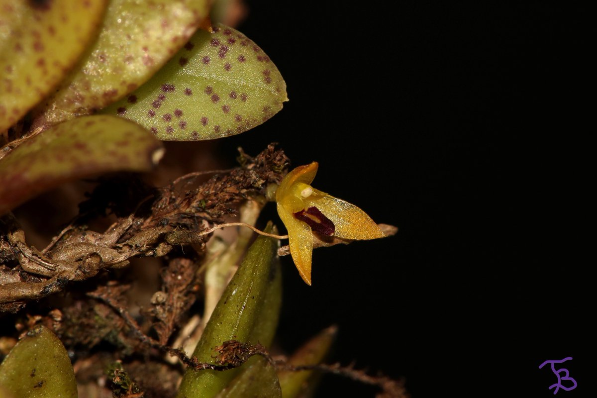 TommyBajza's tweet photo. CUTE TINY CREEPER FROM BRAZIL
#Pleurothallis
#species
#miniature
#miniatureorchid
#miniatureorchids
#miniatureorchidsofinstagram
#orchid
#orchids
#orchidlove
#orchidlover
#microorchid
#microorchids
#miniorchid
#miniorchids
#smallorchid
#smallorchids
#Tarzanegroup https://t.co/deZAuOIs1H