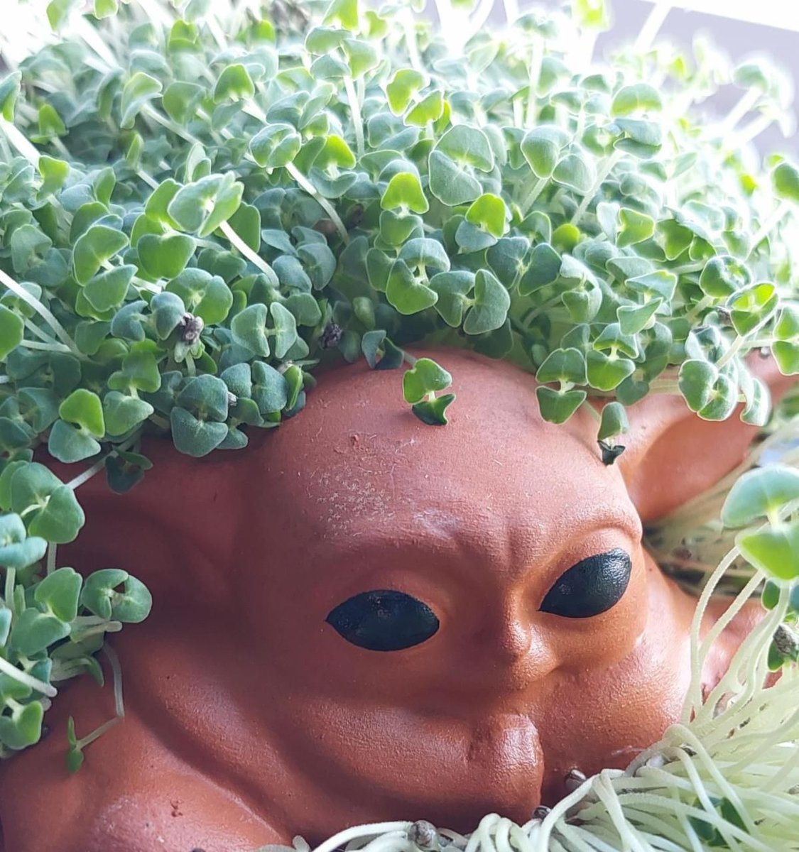 myITsourceca's tweet image. #FridayFunday is here! We have lots of greenthumbs over here at myITsource. The Child Chia Pet, is growing like a weed!

Friendly reminder, we are closed Monday February 20th for Louis Riel Day.

#chiapet #thechild #starwars #plants #myITsource #chiaplant #greenthumb #babyyoda