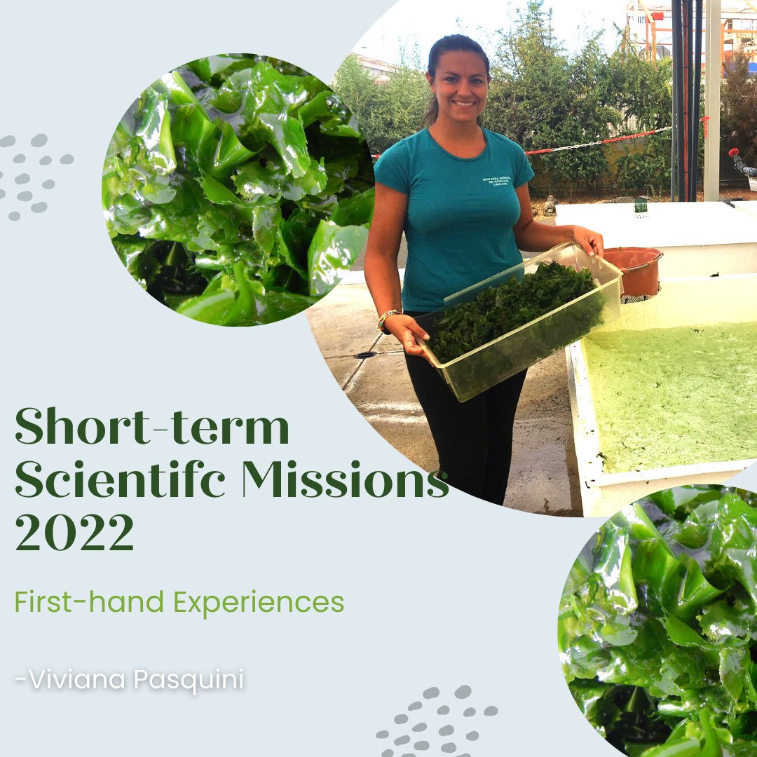 SeaWheatCOST's tweet photo. "Intensive biomass production of Ulva in tanks, training and experimental trials", the STSM project of Viviana granted by SEAWHEAT COST Action in 2022.
Find out more in our website: https://t.co/WD7AJHR45p under "STSM"
#SEAWHEAT #COSTACTION #SEAWEED #ULVA #CA20106 https://t.co/yNqCRYPIqa