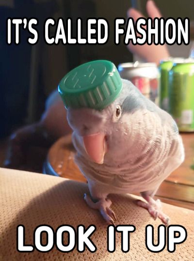 You got it, Brenda? 💁‍♀️    

#parrots #pets #petmemes #funnypets #petsoftwitter #petlover #petlovers #parrotsoftwitter #funnyparrots #mascotas #funny #cute #meme #fashion #quotes #petme #jokes #ilovemypet