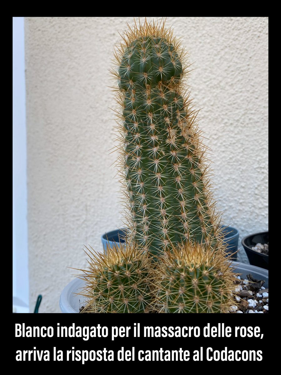 #Sanreno2023 #Blanco #Codacons #Procura