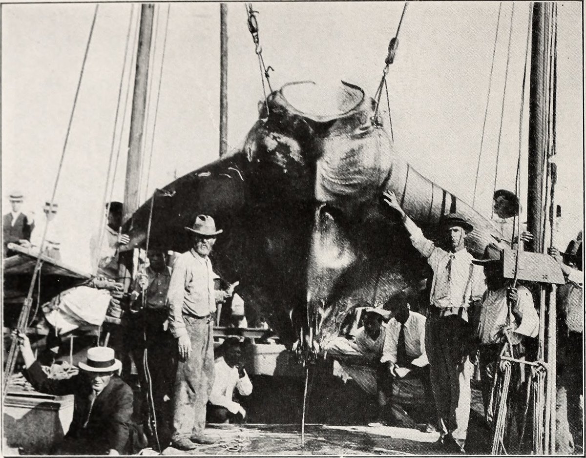 TracesofTexas's tweet image. A 2000 .lb manta ray that was caught off the jetties in Galveston by a 75-year old man. This appears in the 1916 book, &quot;A Book of Texas,&quot; so it was taken before then. I wonder how long it took him to land it. Can you imagine the moment that this fish first tugged on his line?