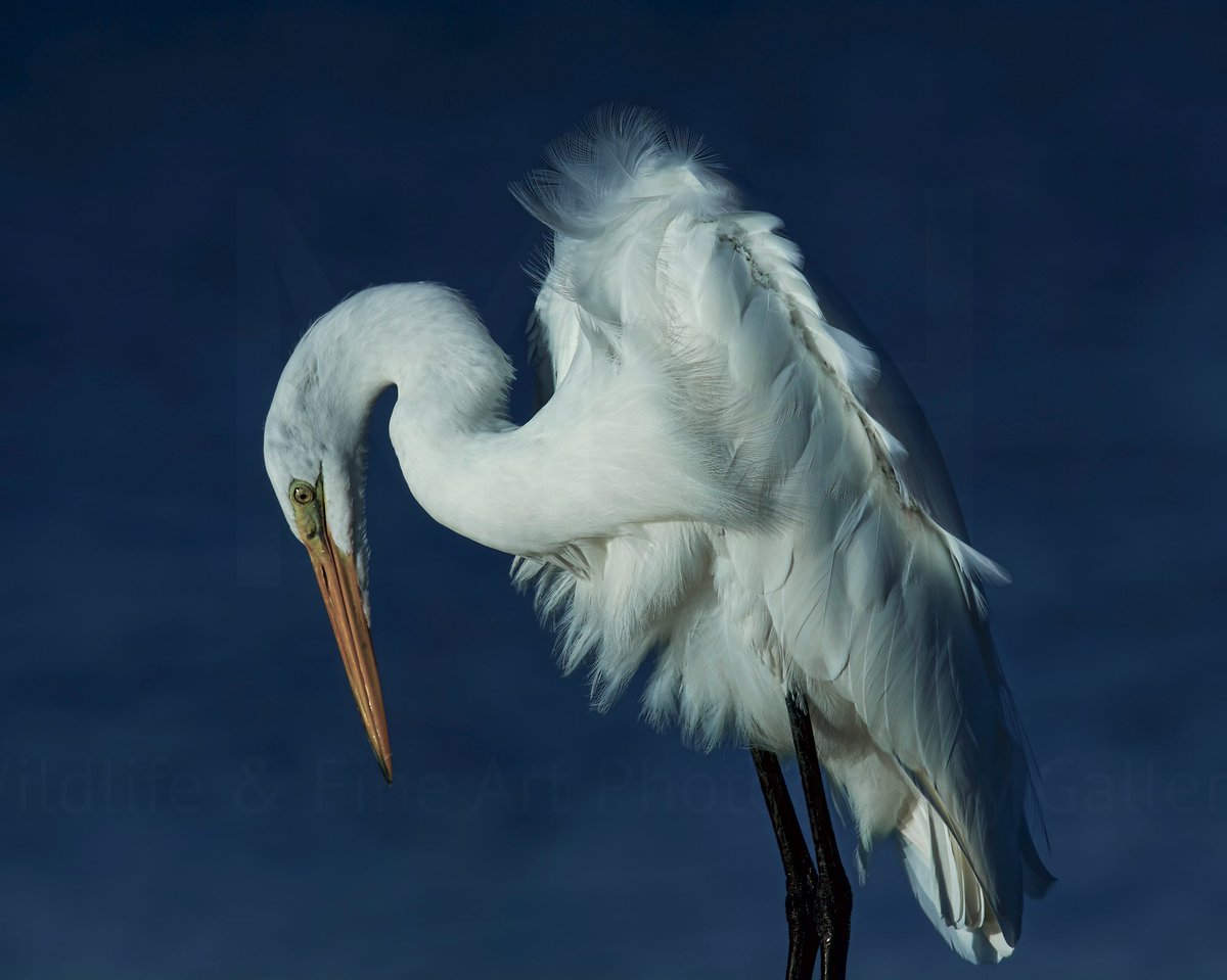 Great Egret | recommend a click

Love windy days..

#TwitterNaturePhotography 
#TwitterNatureCommunity 
#BirdsOfTwitter 
#wildlifephotography
#nature
#wildlife 
#birds