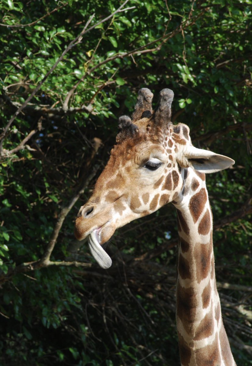 dpzoo's tweet photo. Smile, itโs Friday!
Itโs going to be a pretty weekend in Springfield, come join us.
#lovespringfield #lovedpz #zoo https://t.co/IGdqOj3w3G