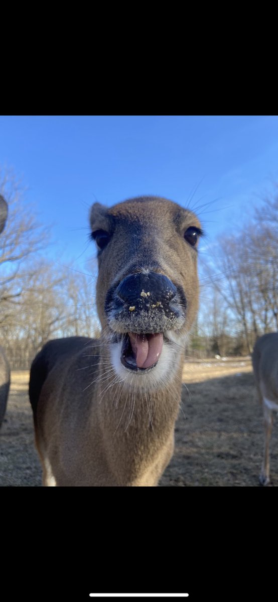 dpzoo's tweet photo. Smile, itโs Friday!
Itโs going to be a pretty weekend in Springfield, come join us.
#lovespringfield #lovedpz #zoo https://t.co/IGdqOj3w3G
