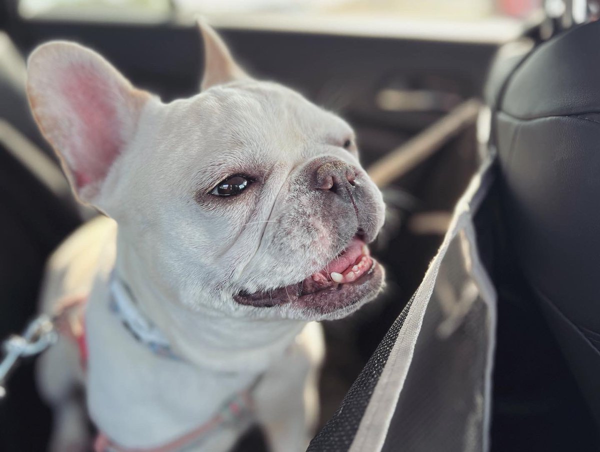 heyycody_'s tweet image. Happy birthday to the Heyveld Valentine; our little queen! Here's to the resilient &amp;amp; sassy Ms. Miley 👑 #mileythefrenchie 
#canwekeepherforever? #babybop #poohbear #mileythepony
*YES #shehasamillionnicknames ! ...
instagram.com/p/CoxPvr1ucKP/