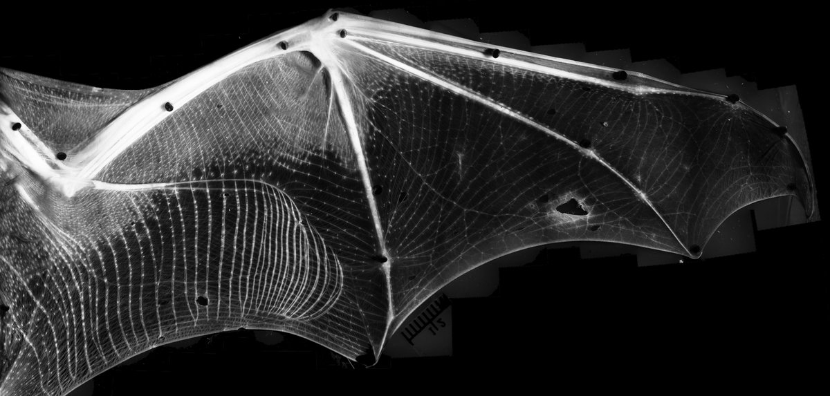 Andrea Rummel, Ph.D. (@arummel25) on Twitter photo New paper in the Anatomical Record with Melissa Sierra, <a href="/brooke_quinn1/">Brooke Quinn</a>, <a href="/Bats_at_Brown/">Swartz Lab</a>! We take a broad look at the organization of sensory hairs on bat wings, using images of museum specimens that Melissa painstakingly photographed under a microscope anatomypubs.onlinelibrary.wiley.com/doi/epdf/10.10⦠New paper in the Anatomical Record with Melissa Sierra, <a href="/brooke_quinn1/">Brooke Quinn</a>, <a href="/Bats_at_Brown/">Swartz Lab</a>! We take a broad look at the organization of sensory hairs on bat wings, using images of museum specimens that Melissa painstakingly photographed under a microscope anatomypubs.onlinelibrary.wiley.com/doi/epdf/10.10ā¦