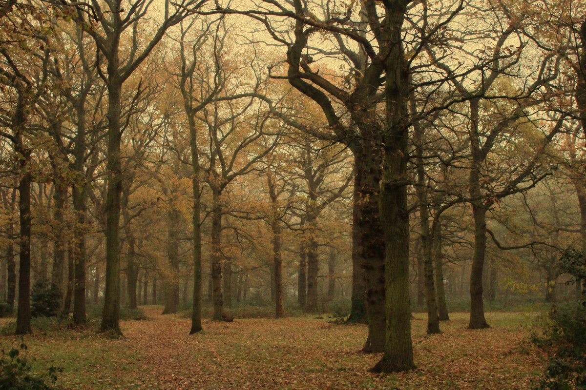 Ancient Oak Woodland #greatnorthwood