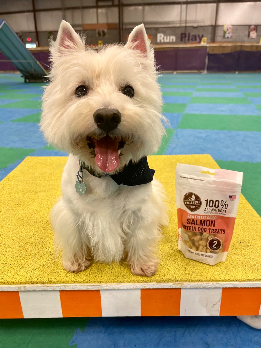 Happy Friyay!! Salmon 🍣 treats for the win 🧡. #FridayFeeling #randomactofkindnessday #doglover #dogsoftwitter #OutwardHound #WholesomePride <a href="/WholesomePride/">Wholesome Pride</a> <a href="/outwardhound_/">Outward Hound</a>