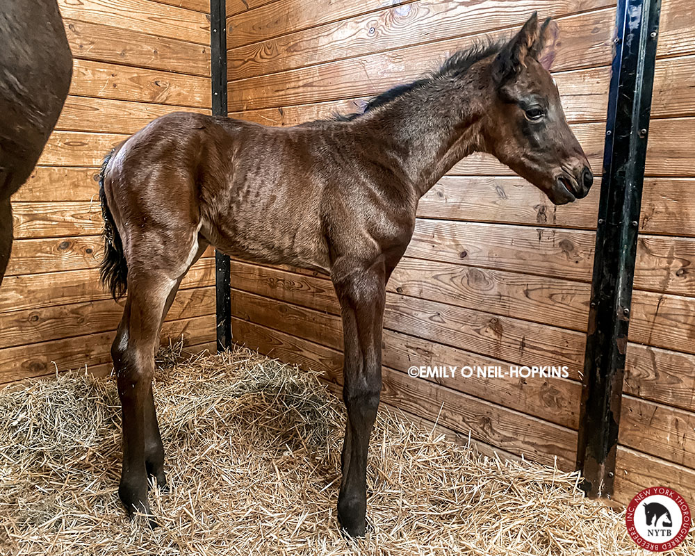 Happy #foalFriday! When this guy was born last week, he marked just the second colt (vs 10 fillies) at @IrishHillFarm so far! @ekdavis7 reports the youngster, bred by Celtic Magic Thoroughbreds, 'Looks just like his dad,' @IhdvStallions' #NYsire King for a Day.
